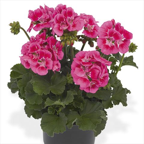Photo de variété de fleurs à utiliser comme: Pot Pelargonium peltatum Candy Idols Pink Parfait