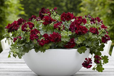 Photo de variété de fleurs à utiliser comme: Pot Pelargonium peltatum Dancing Idols Burgundy