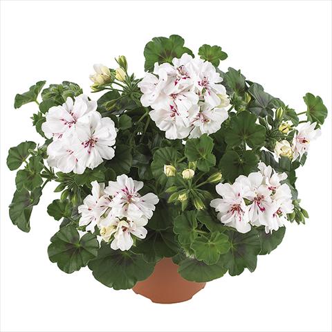 Photo de variété de fleurs à utiliser comme: Pot Pelargonium peltatum Dancing Idols Royal White