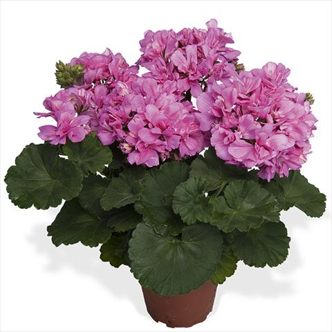 Photo de variété de fleurs à utiliser comme: Pot Pelargonium interspecific Dixieland Dixieland Pink