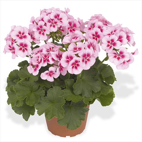 Photo de variété de fleurs à utiliser comme: Pot Pelargonium interspecific Dixieland Dixieland White Splash