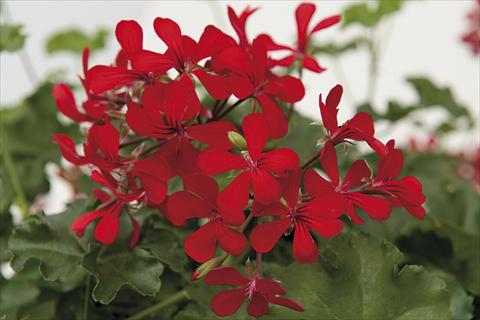 Photo de variété de fleurs à utiliser comme: Pot Pelargonium peltatum Grand Idols Dark Red 80