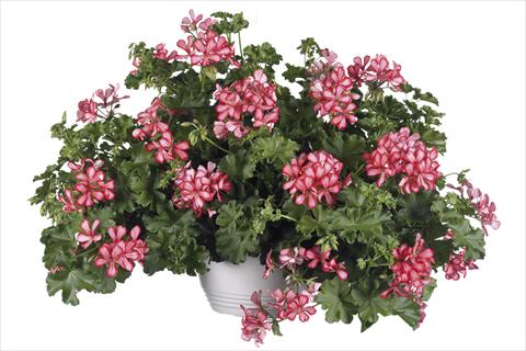 Photo de variété de fleurs à utiliser comme: Pot Pelargonium peltatum Grand Idols Red Bicolor Improved