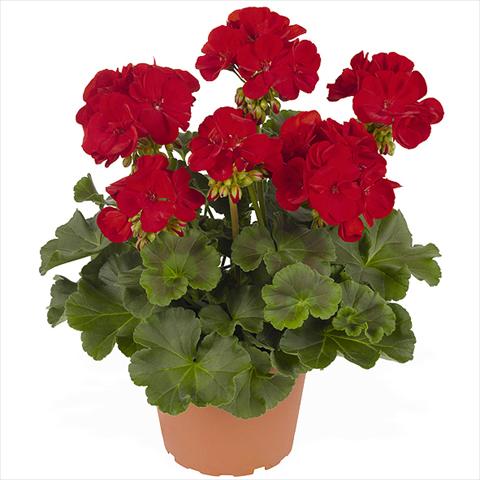 Photo de variété de fleurs à utiliser comme: Pot Pelargonium zonale Master Idols Dark Red