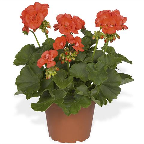Photo de variété de fleurs à utiliser comme: Pot Pelargonium zonale Master Idols Flame