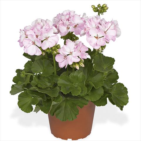 Photo de variété de fleurs à utiliser comme: Pot Pelargonium zonale Master Idols Soft Pink