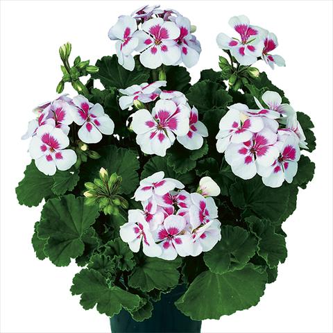 Photo de variété de fleurs à utiliser comme: Pot Pelargonium zonale Pop Idols White Parfait