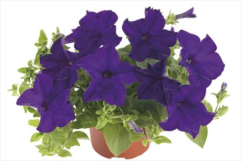 Photo de variété de fleurs à utiliser comme: Plante à massif, pot ou Suspension Petunia x hybrida Fortunia Blue