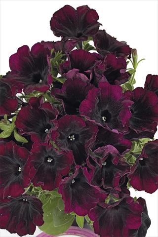 Photo de variété de fleurs à utiliser comme: Plante à massif, pot ou Suspension Petunia x hybrida Fortunia Burgundy