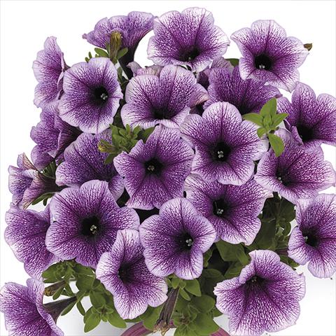 Photo de variété de fleurs à utiliser comme: Plante à massif, pot ou Suspension Petunia x hybrida Fortunia Early Blue Vein