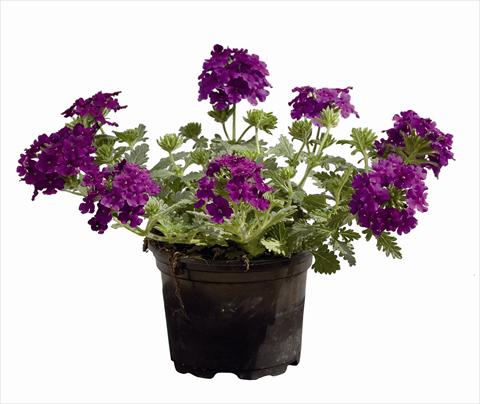Photo de variété de fleurs à utiliser comme: Suspension / pot Verbena Vegas Versace Purple