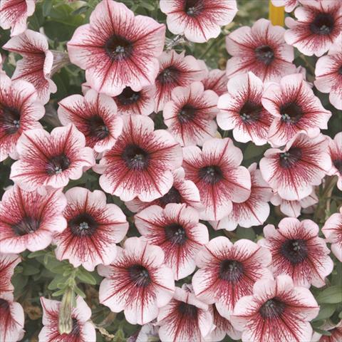 Photo de variété de fleurs à utiliser comme: Plante à massif, pot ou Suspension Petunia x hybrida Fortunia Early Burgundy Vein