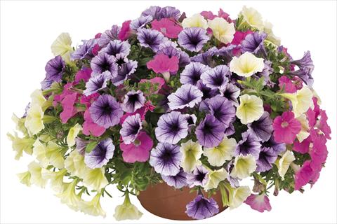 Photo de variété de fleurs à utiliser comme: Plante à massif, pot ou Suspension Petunia x hybrida Fortunia Early Candy Mix