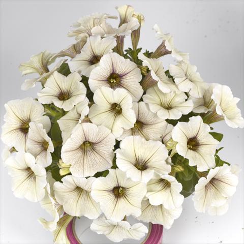 Photo de variété de fleurs à utiliser comme: Plante à massif, pot ou Suspension Petunia x hybrida Fortunia Early Cream