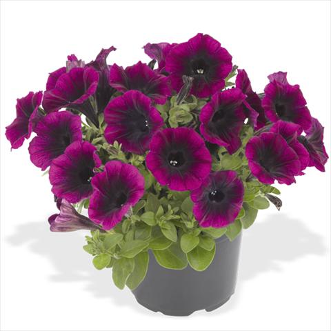 Photo de variété de fleurs à utiliser comme: Plante à massif, pot ou Suspension Petunia x hybrida Fortunia Early Deep Rasberry
