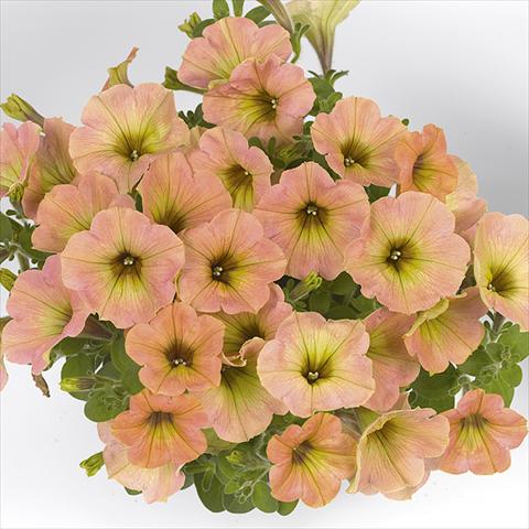 Photo de variété de fleurs à utiliser comme: Plante à massif, pot ou Suspension Petunia x hybrida Fortunia Early Peach