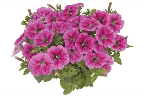 Photo de variété de fleurs à utiliser comme: Plante à massif, pot ou Suspension Petunia x hybrida Fortunia Early Pink