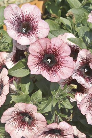 Photo de variété de fleurs à utiliser comme: Plante à massif, pot ou Suspension Petunia x hybrida Fortunia Early Plum