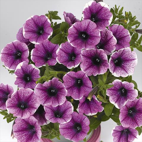 Photo de variété de fleurs à utiliser comme: Plante à massif, pot ou Suspension Petunia x hybrida Fortunia Early White Merlot