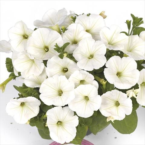 Photo de variété de fleurs à utiliser comme: Plante à massif, pot ou Suspension Petunia x hybrida Fortunia Early White
