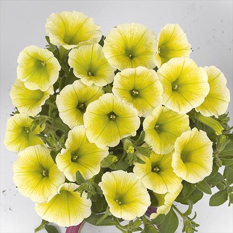 Photo de variété de fleurs à utiliser comme: Plante à massif, pot ou Suspension Petunia x hybrida Fortunia Early Yellow
