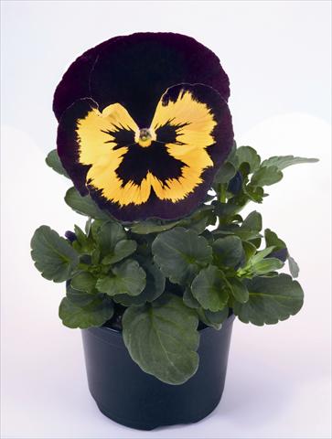 Photo de variété de fleurs à utiliser comme: Plante à massif/ plante de bordure Viola wittrockiana Alpha Yellow Duet