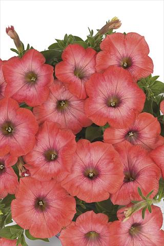 Photo de variété de fleurs à utiliser comme: Plante à massif, pot ou Suspension Petunia x hybrida Fortunia Fresh Orange