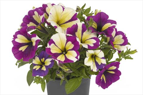 Photo de variété de fleurs à utiliser comme: Plante à massif, pot ou Suspension Petunia x hybrida Fortunia Lavender Star