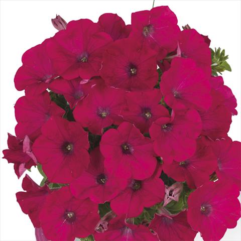 Photo de variété de fleurs à utiliser comme: Plante à massif, pot ou Suspension Petunia x hybrida Fortunia Neon