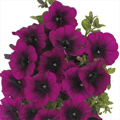 Photo de variété de fleurs à utiliser comme: Plante à massif, pot ou Suspension Petunia x hybrida Fortunia Purple