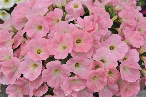 Photo de variété de fleurs à utiliser comme: Plante à massif, pot ou Suspension Petunia x hybrida Fortunia Soft Pink