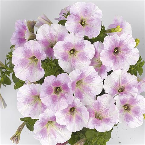 Photo de variété de fleurs à utiliser comme: Plante à massif, pot ou Suspension Petunia x hybrida Fortunia White Rose