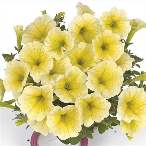 Photo de variété de fleurs à utiliser comme: Plante à massif, pot ou Suspension Petunia x hybrida Fortunia Yellow