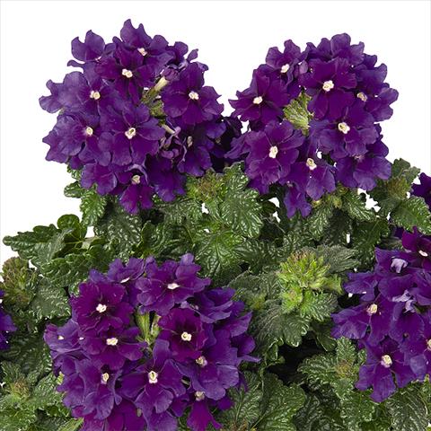 Photo de variété de fleurs à utiliser comme: Pot et Plante à massif Verbena hybrida Lindolena Blue