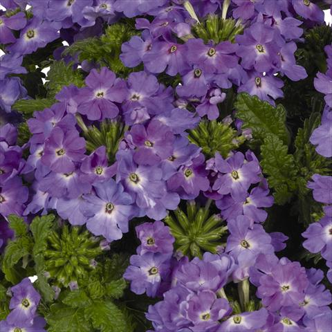 Photo de variété de fleurs à utiliser comme: Pot et Plante à massif Verbena hybrida Lindolena Denim Blue