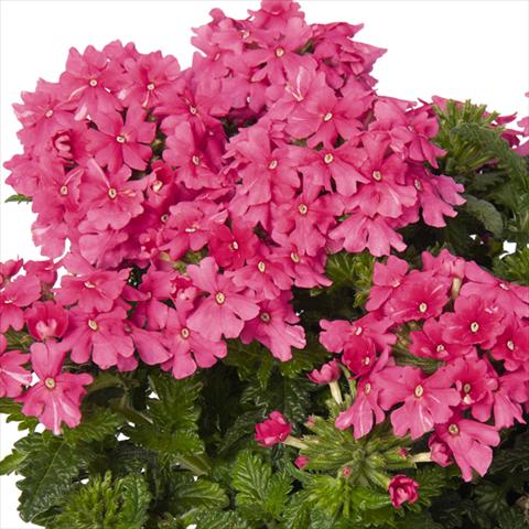 Photo de variété de fleurs à utiliser comme: Pot et Plante à massif Verbena hybrida Lindolena Hot Pink