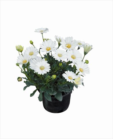 Photo de variété de fleurs à utiliser comme: Plante à massif/ plante de bordure Osteospermum Astra Cream