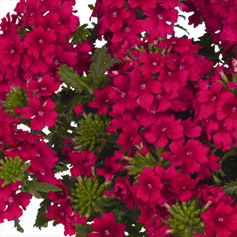 Photo de variété de fleurs à utiliser comme: Pot et Plante à massif Verbena hybrida Lindolena Neon