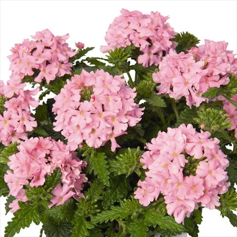 Photo de variété de fleurs à utiliser comme: Pot et Plante à massif Verbena hybrida Lindolena Pink
