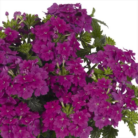 Photo de variété de fleurs à utiliser comme: Pot et Plante à massif Verbena hybrida Lindolena Purple