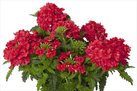 Photo de variété de fleurs à utiliser comme: Pot et Plante à massif Verbena hybrida Lindolena Red