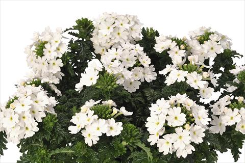 Photo de variété de fleurs à utiliser comme: Pot et Plante à massif Verbena hybrida Lindolena White