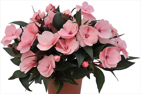 Photo de variété de fleurs à utiliser comme: Plante à massif, pot ou Suspension Impatiens Nuova Guinea Tamarinda Soft Pink