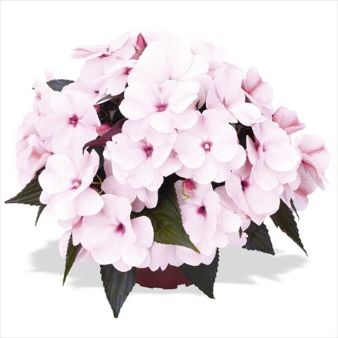 Photo de variété de fleurs à utiliser comme: Plante à massif, pot ou Suspension Impatiens Nuova Guinea Tamarinda White Blush