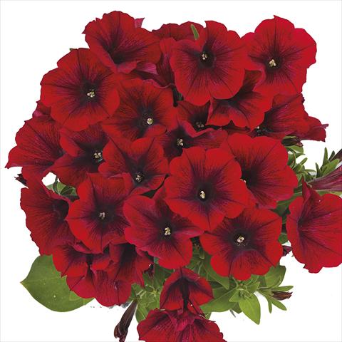 Photo de variété de fleurs à utiliser comme: Plante à massif, pot ou Suspension Petunia x hybrida Fortunia Early Red