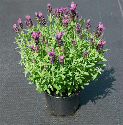 Photo de variété de fleurs à utiliser comme: Plante à massif/ plante de bordure Lavandula stoechas Little Bee Deep Purple