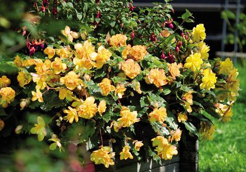 Photo de variété de fleurs à utiliser comme: Pot et Plante à massif Begonia tuberhybrida Illumination® Apricot Shades