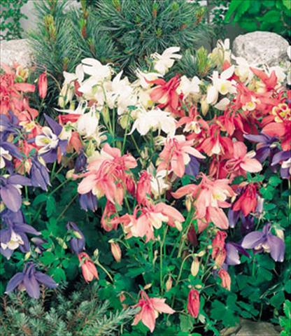Photo de variété de fleurs à utiliser comme: Pot et Plante à massif Aquilegia hybrida Spring Magic Mix