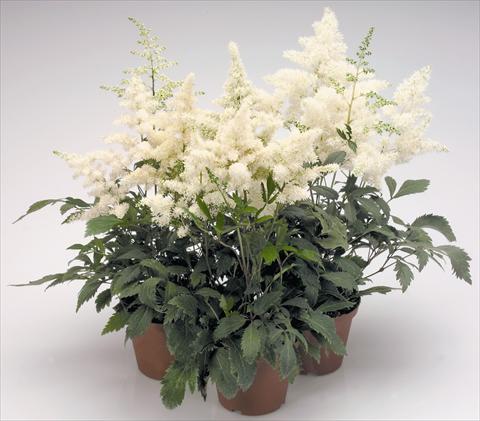 Photo de variété de fleurs à utiliser comme: Pot et Plante à massif Astilbe arendsii Astary White