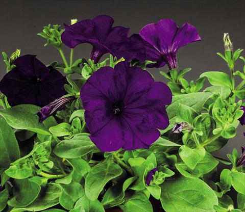 Photo de variété de fleurs à utiliser comme: Pot et Plante à massif Petunia hybrida Success Blue